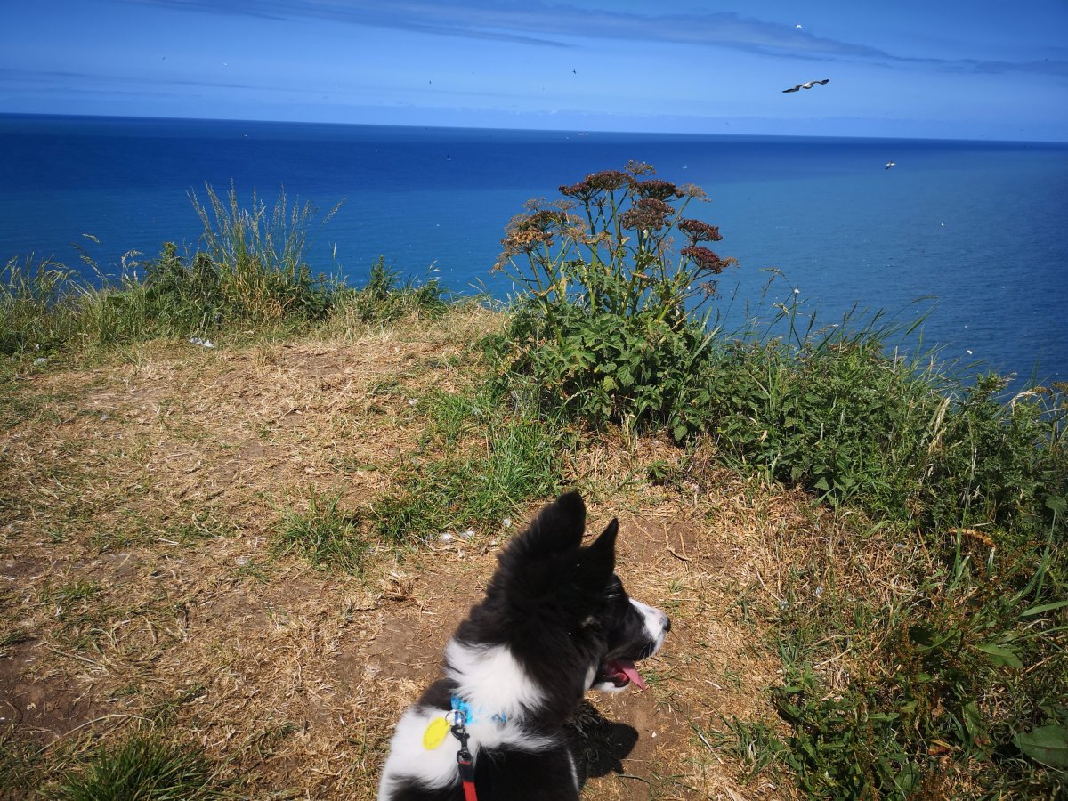 A sunny day at RSPB Bempton Cliffs Seabird Centre