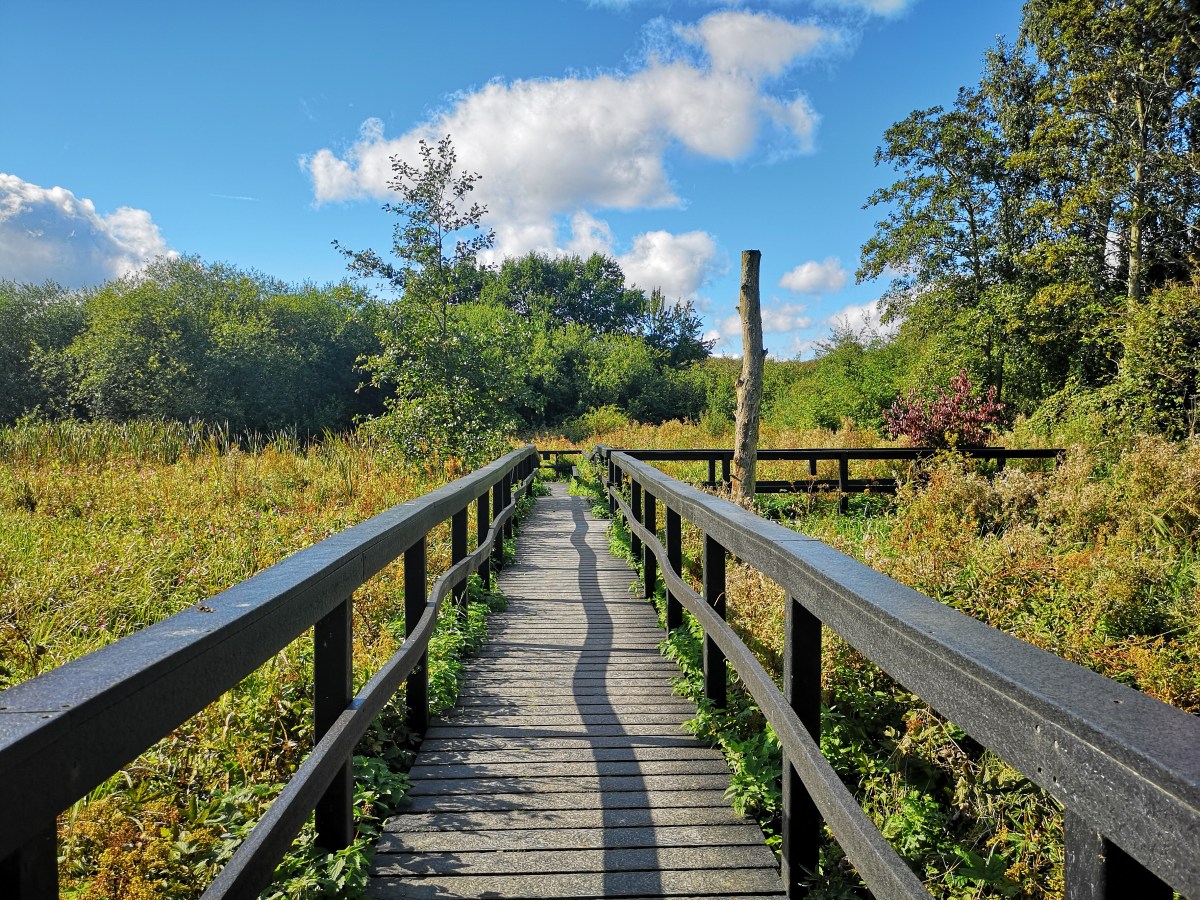 A trip to Fairburn Ings RSPB Nature Reserve