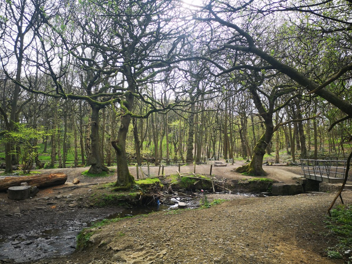 Springtime walk around Black Carr Woods