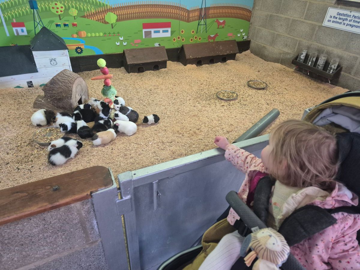 The best family day out at Hesketh Farm